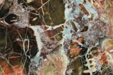 Petrified Wood (Araucarioxylon) with Fungus Rot - Arizona #172092-2